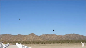 Fallen Angel Olivia Preston video