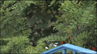 PublicDisgrace 6988 Angelica J video